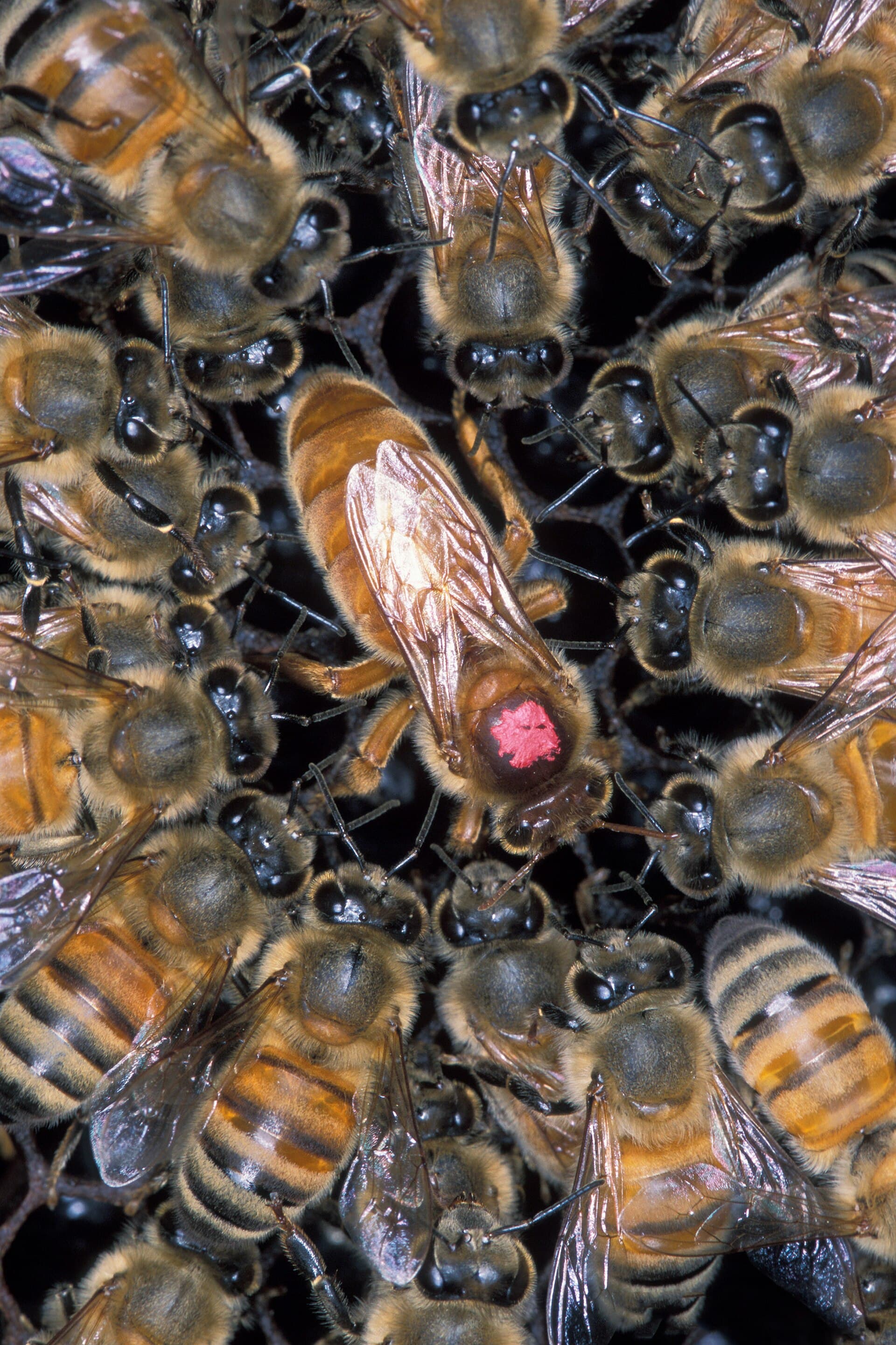 A marked queen bee surrounded by worker bees on the comb